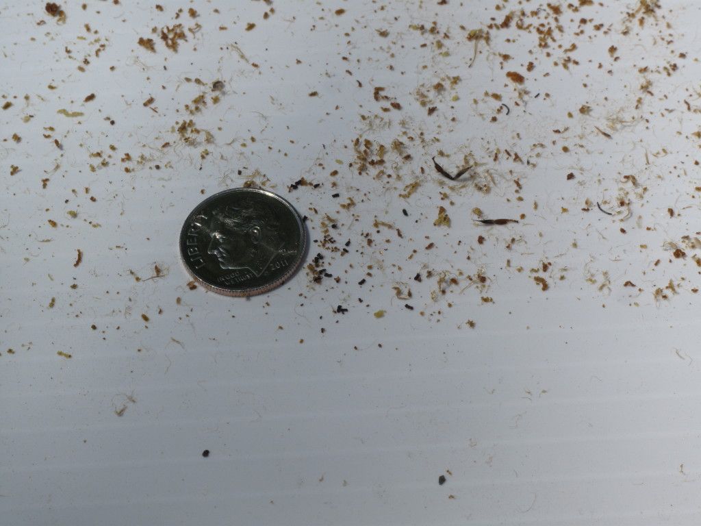 Bug poop on bottom tray? (photos)